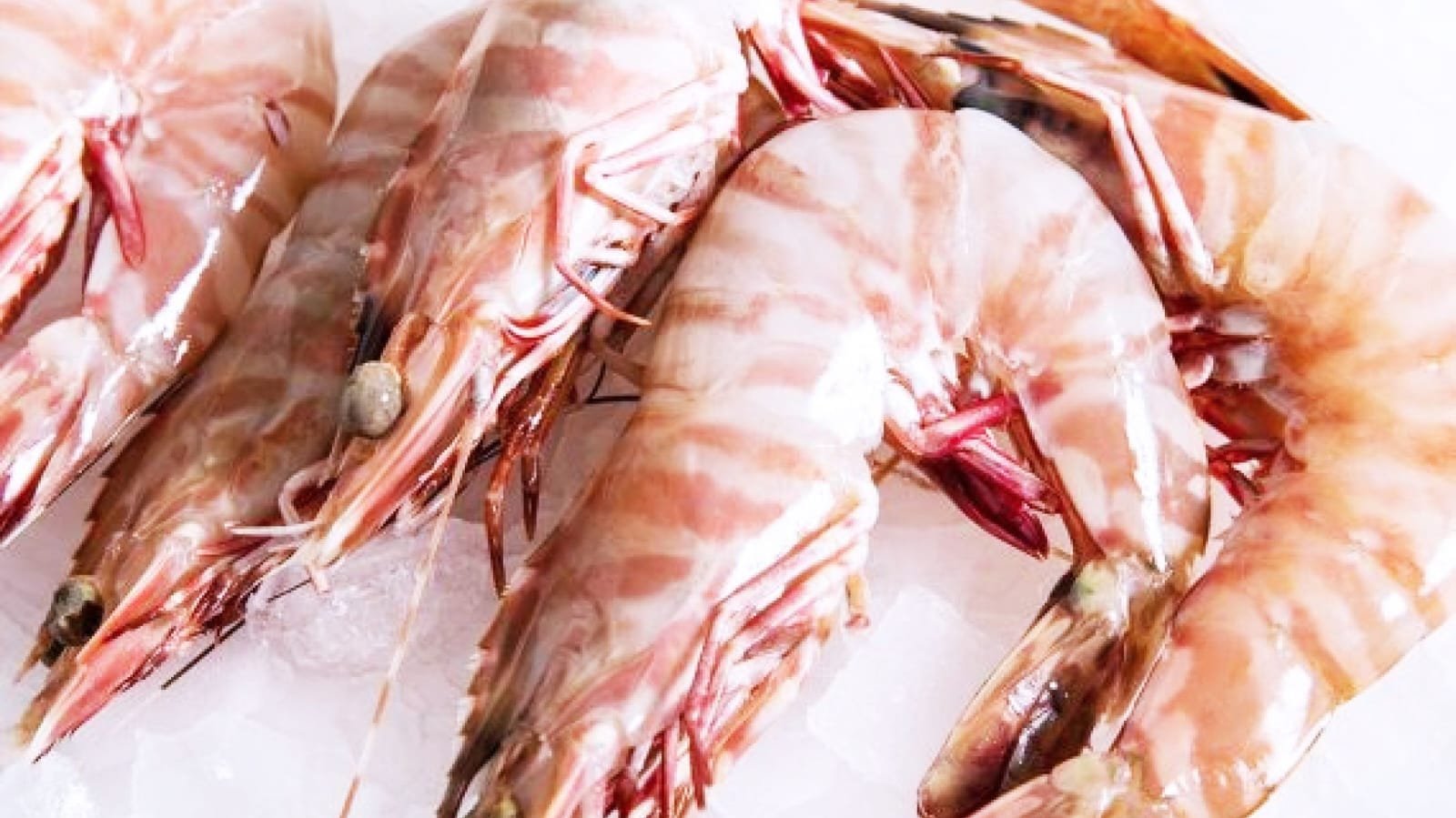 Sea Tiger Prawns