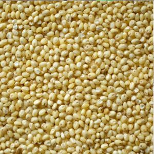 Urad Dal Split